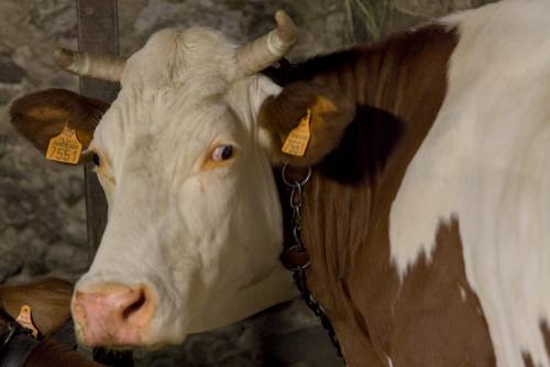 Toutes les vaches ont leur nom.