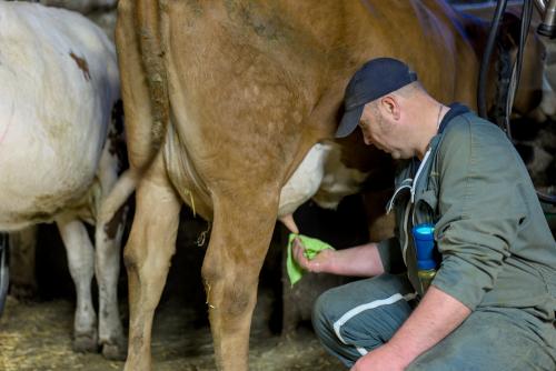Nettoyage des trayons avant la traite