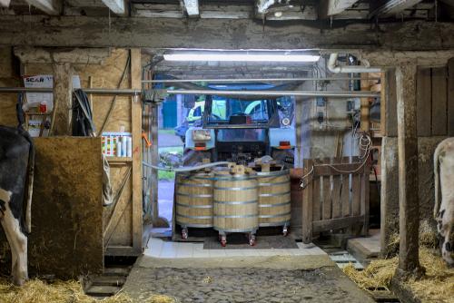 Le lait est directement récolté dans les 3 gèrles à chaque traite