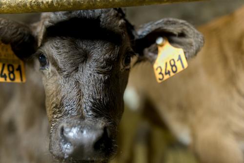 Un petit veau nouveau né
