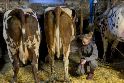 Préparation d'une vache à la traite