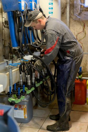 Théo installe les trayeuses sur le poste de lavage